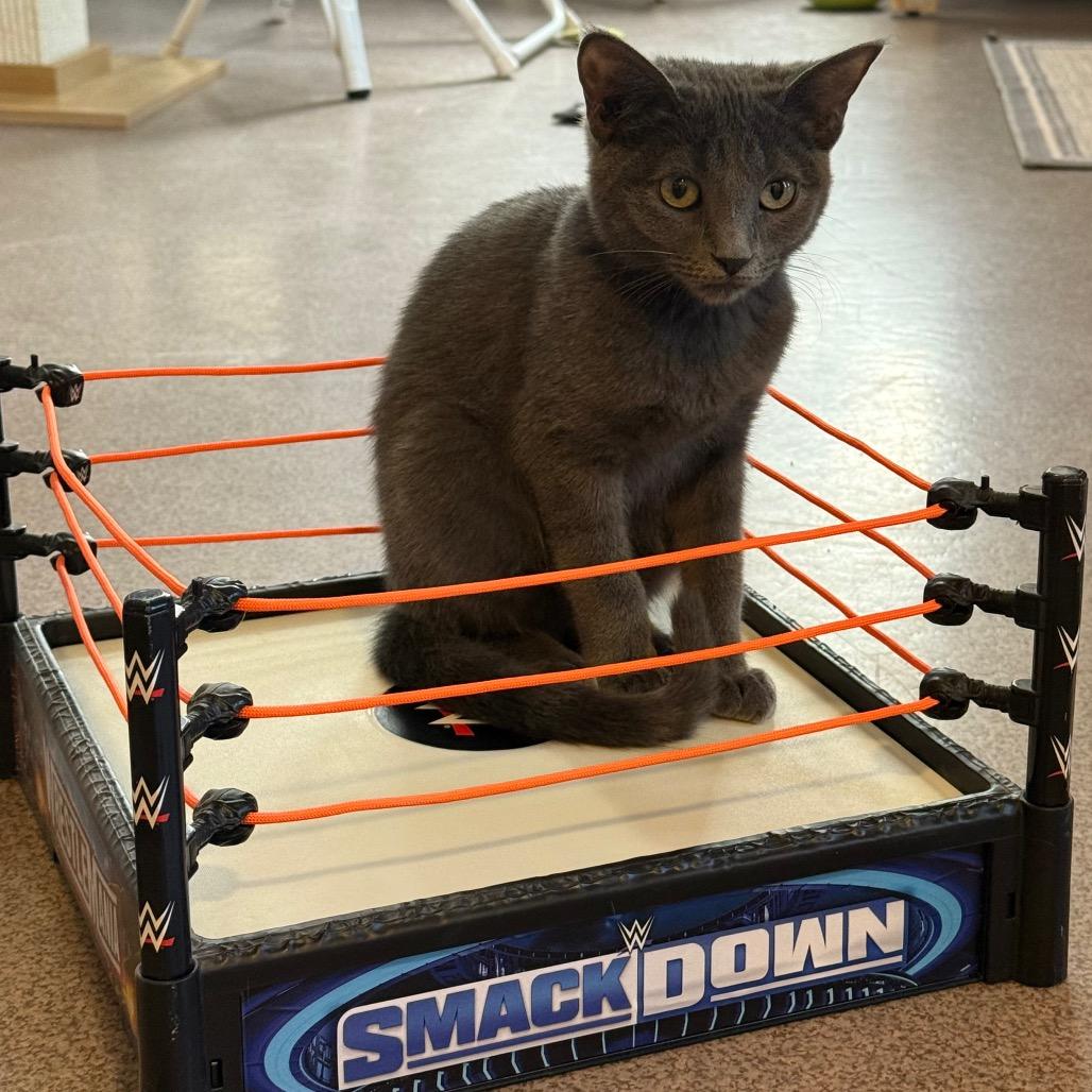 Nebula — thumbnail 3