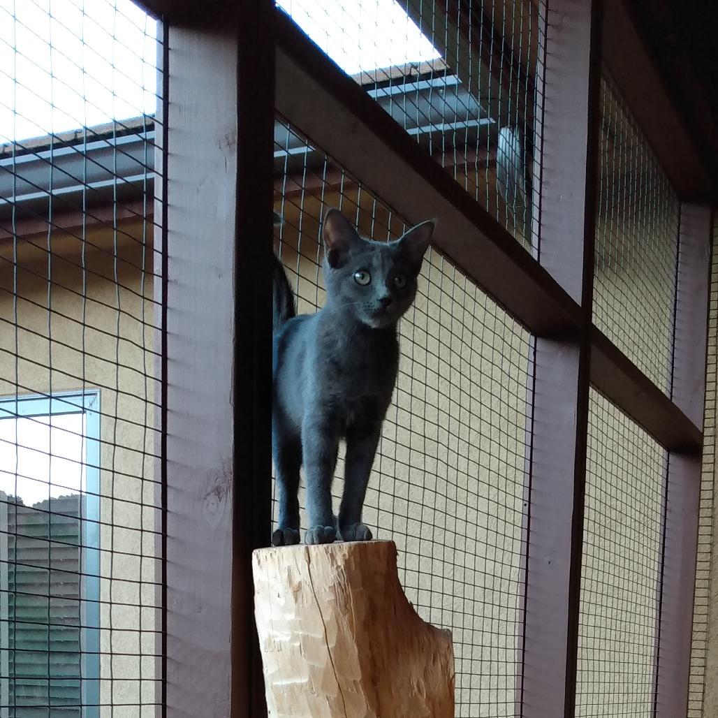 Nebula — thumbnail 4