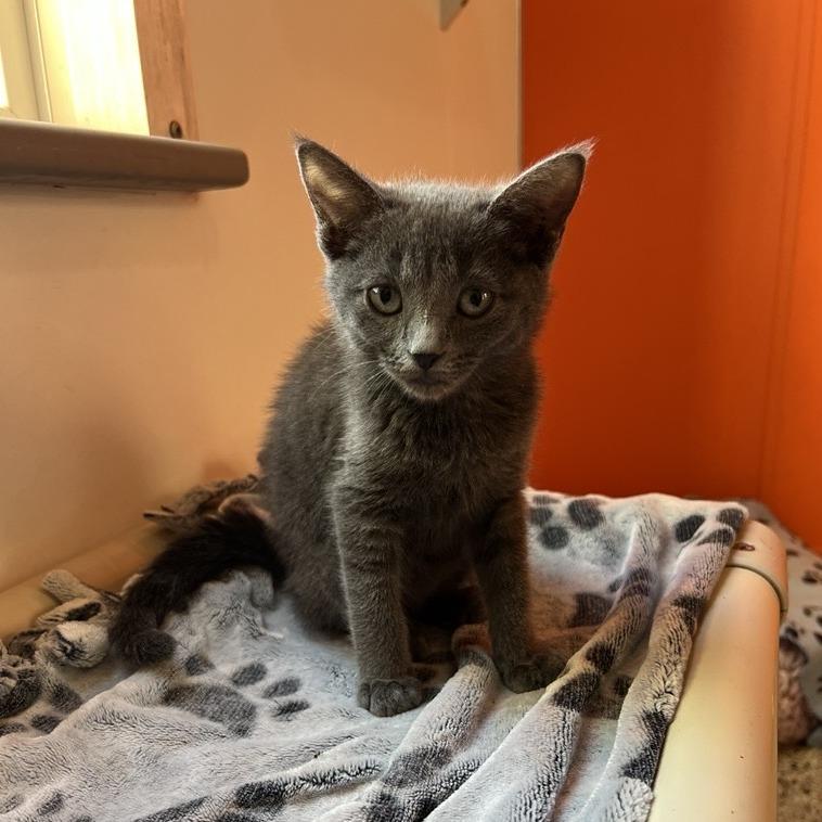 Nebula — thumbnail 5