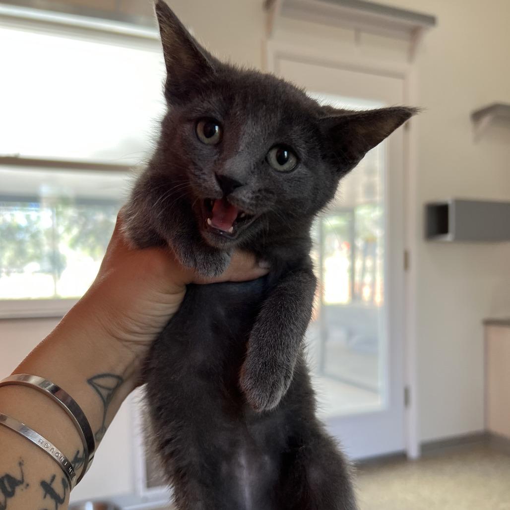 Nebula — thumbnail 6