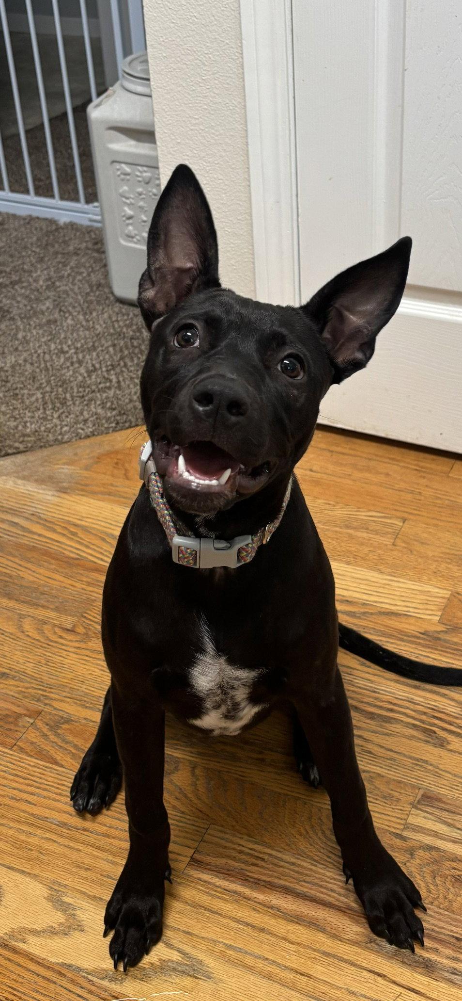 Enlarge Chai, a Adoptable mixed breed in Evergreen, CO image 2/3