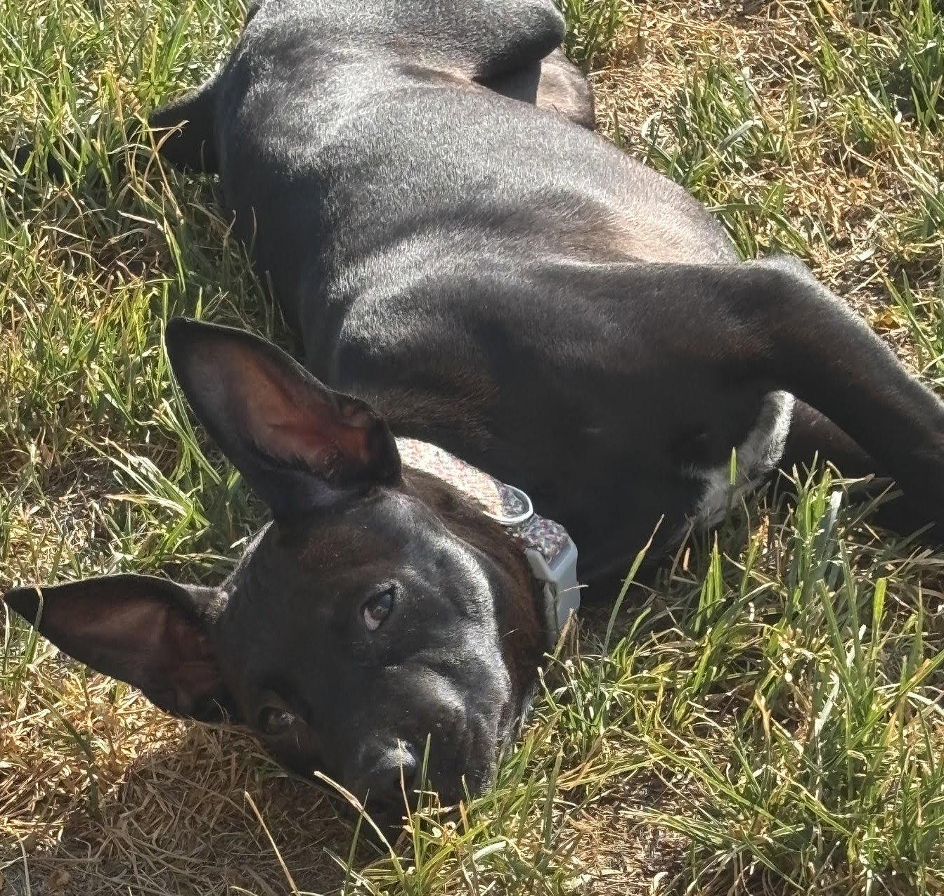 Enlarge Chai, a Adoptable mixed breed in Evergreen, CO image 3/3
