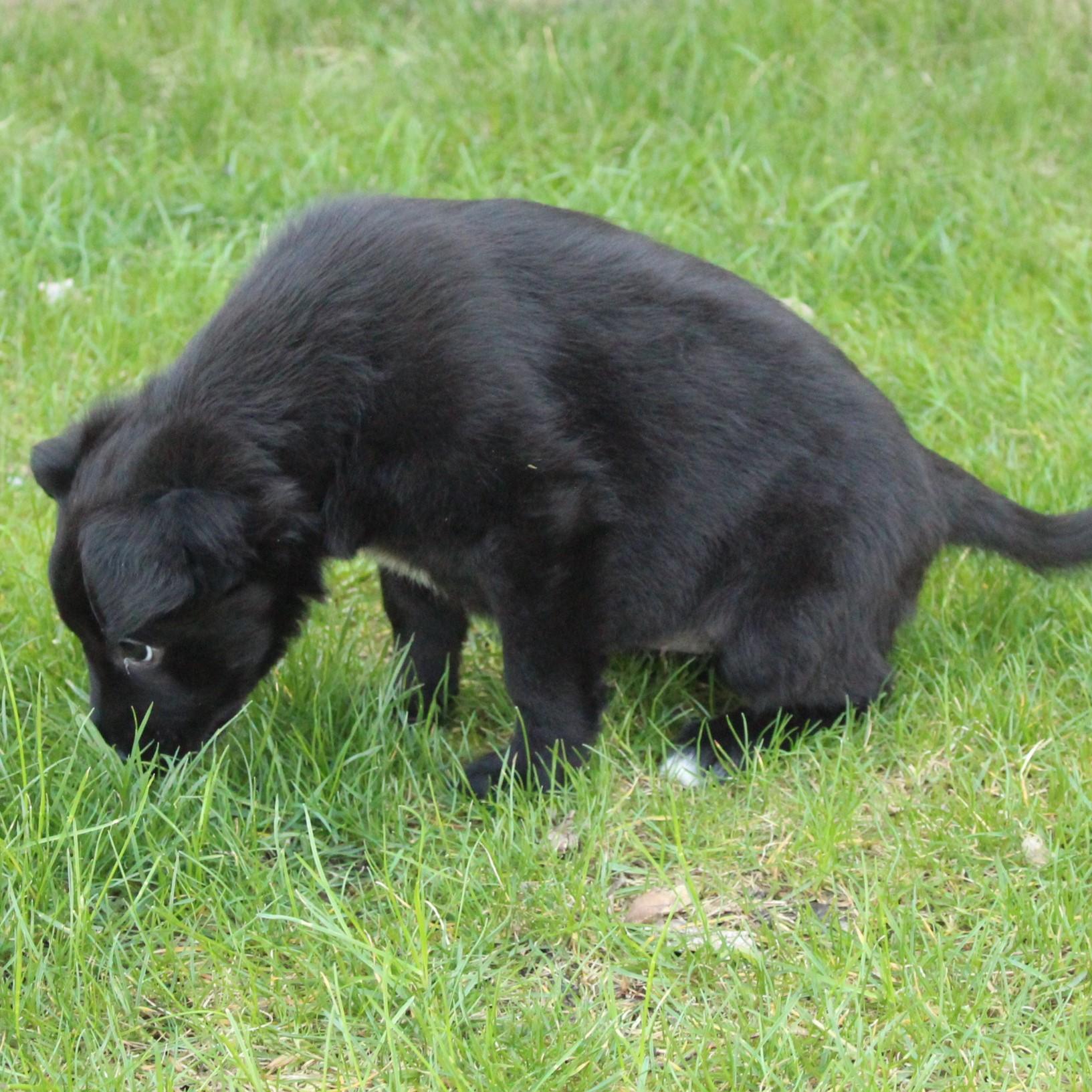 Enlarge Wenna, an adopted mixed breed in Eaton, OH image 5/5