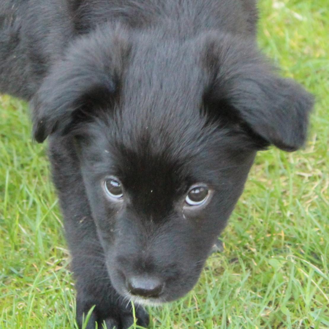 Enlarge Wenna, an adopted mixed breed in Eaton, OH image 4/5