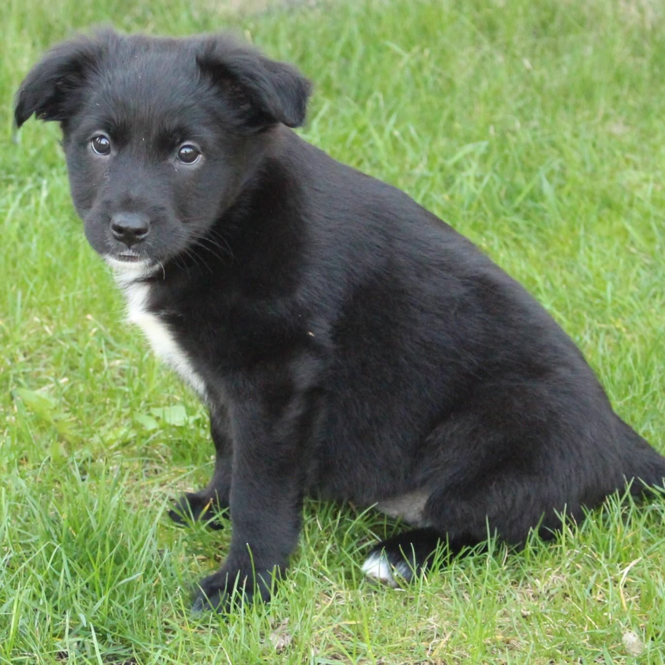 Enlarge Wenna, an adopted mixed breed in Eaton, OH image 3/5