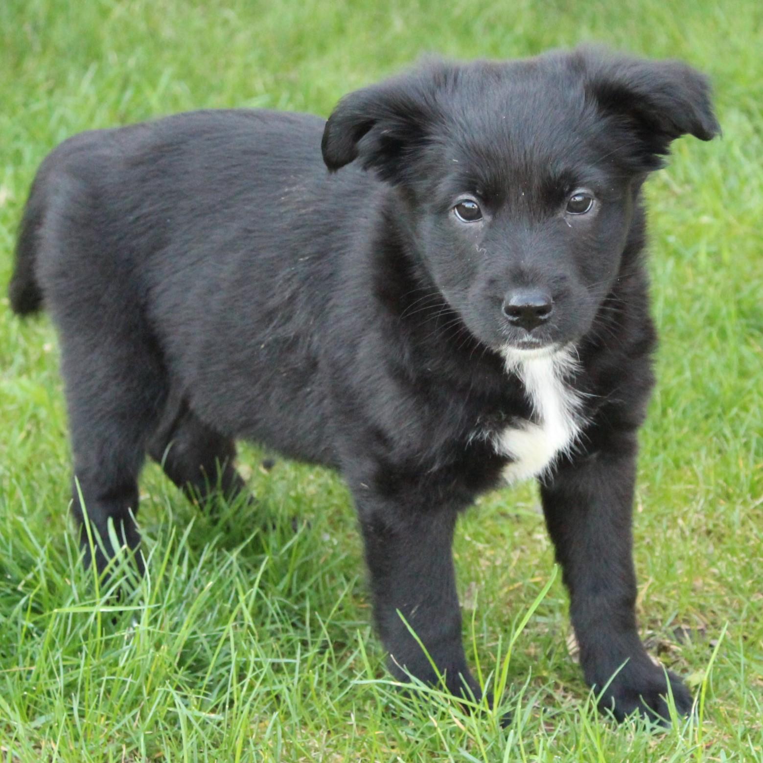 Enlarge Wenna, an adopted mixed breed in Eaton, OH image 2/5