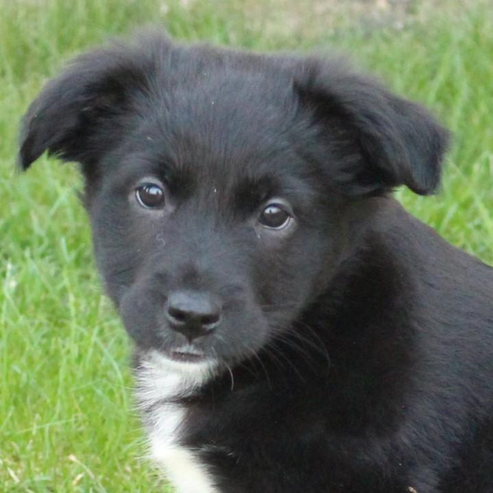 Enlarge Wenna, an adopted mixed breed in Eaton, OH image 1/5