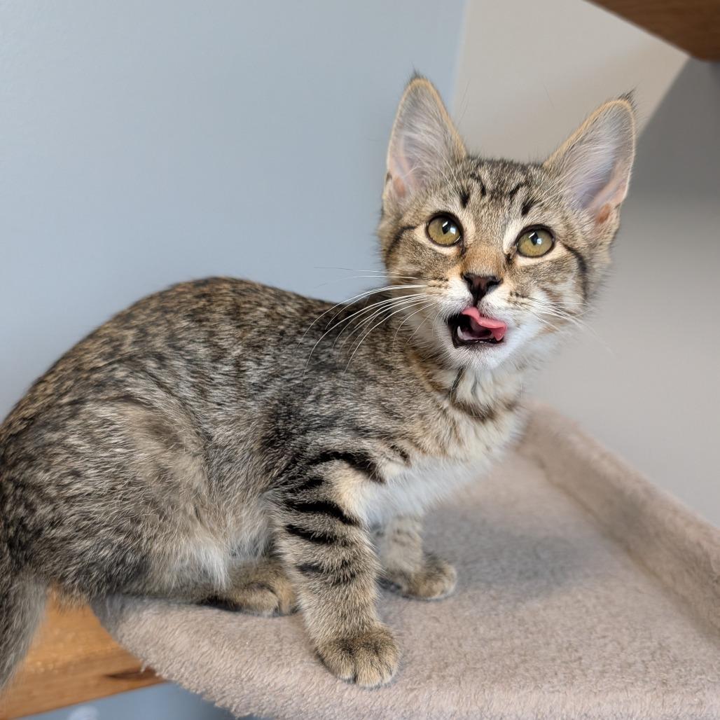 Mattel, ADOPTABLE, Kitten Male Domestic Short Hair.