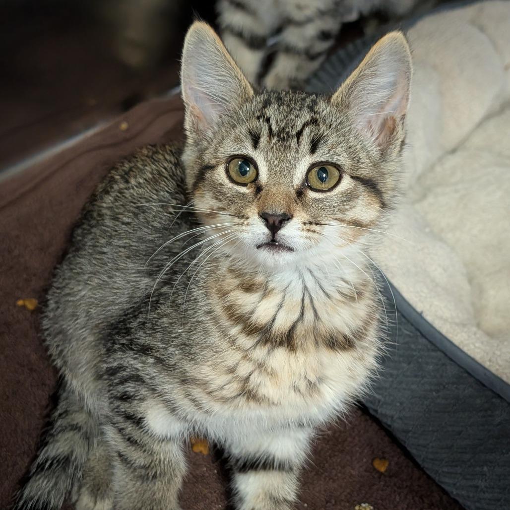 Mattel, a ADOPTABLE Domestic Short Hair in Cape Girardeau, MO image 2/2