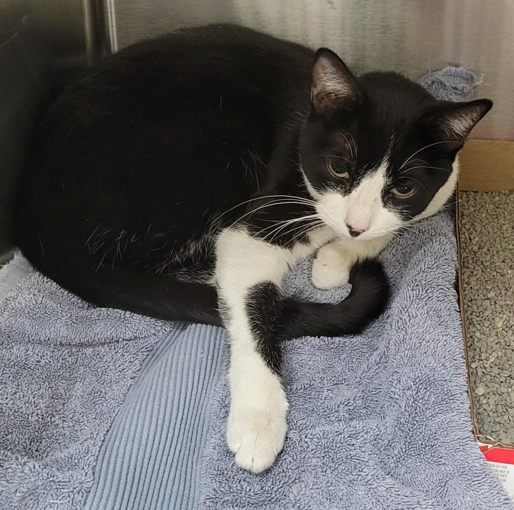 Libby, Adoptable, Young Female Domestic Short Hair.