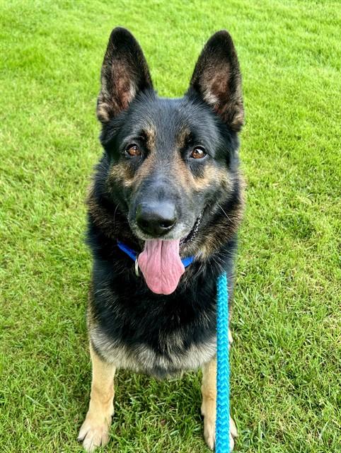 ORSON, Adoptable, Adult Male German Shepherd Dog.