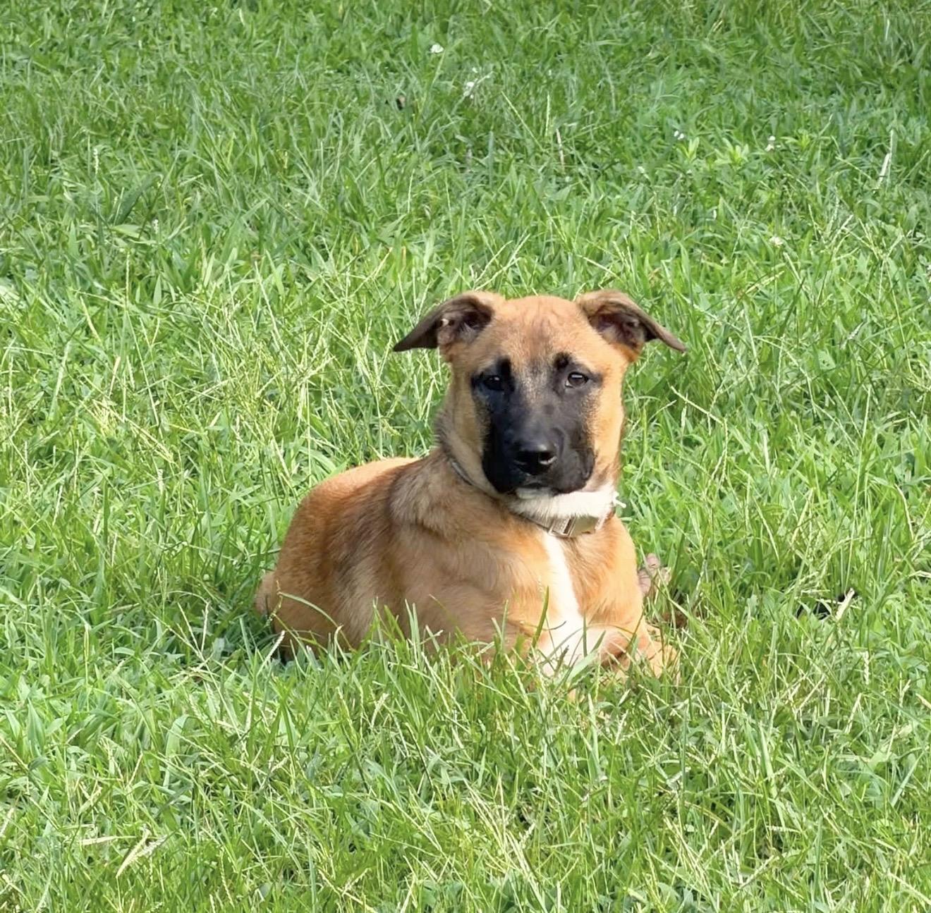 Mandy, Adoptable, Puppy Female Belgian Shepherd / Malinois & German Shepherd Dog.