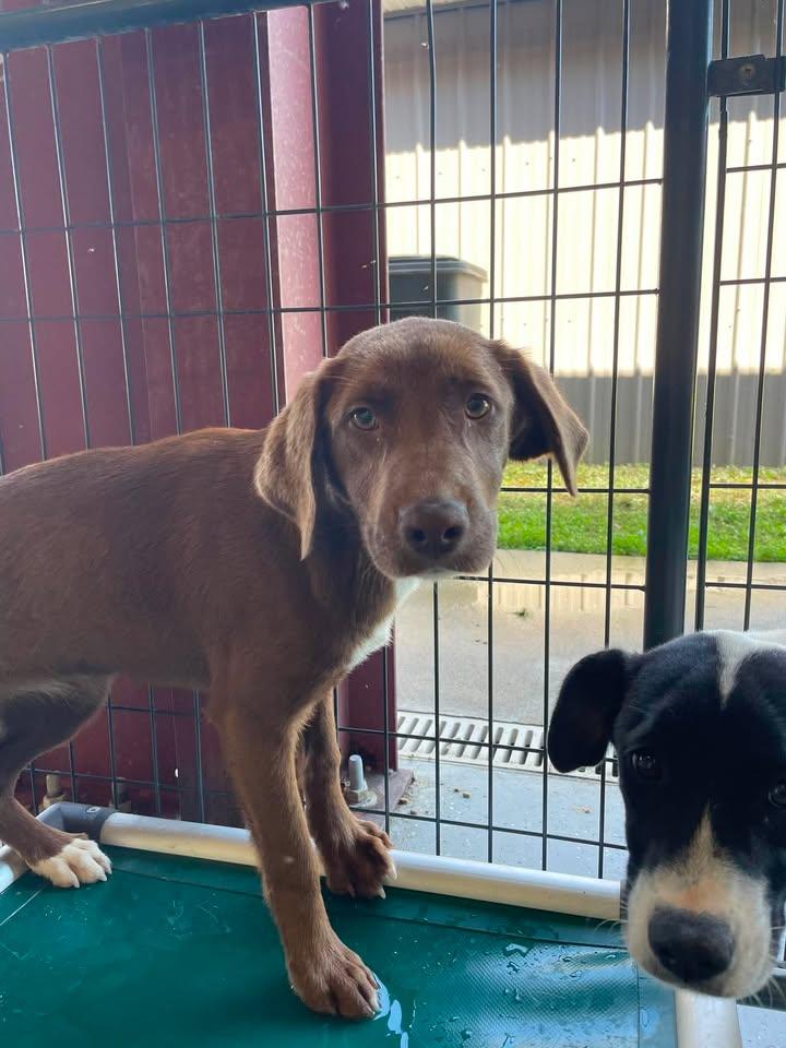 Susie, ADOPTABLE, Young Female Chocolate Labrador Retriever.