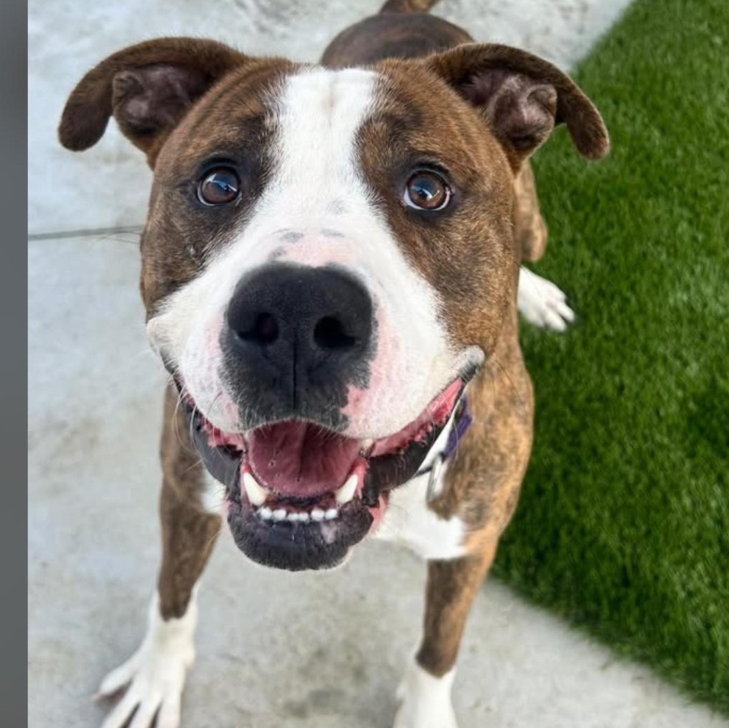 Enlarge Wrigley, an adoptable Mixed Breed in Warren, OH image 1/2