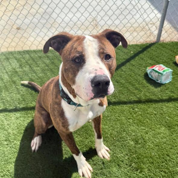 Enlarge Wrigley, an adoptable Mixed Breed in Warren, OH image 1/3