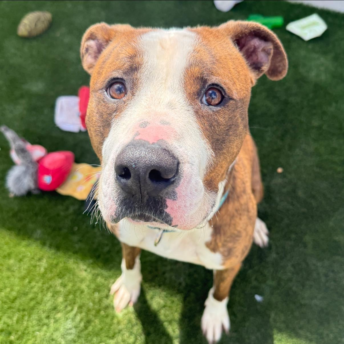 Enlarge Wrigley, an adoptable Mixed Breed in Warren, OH image 2/3