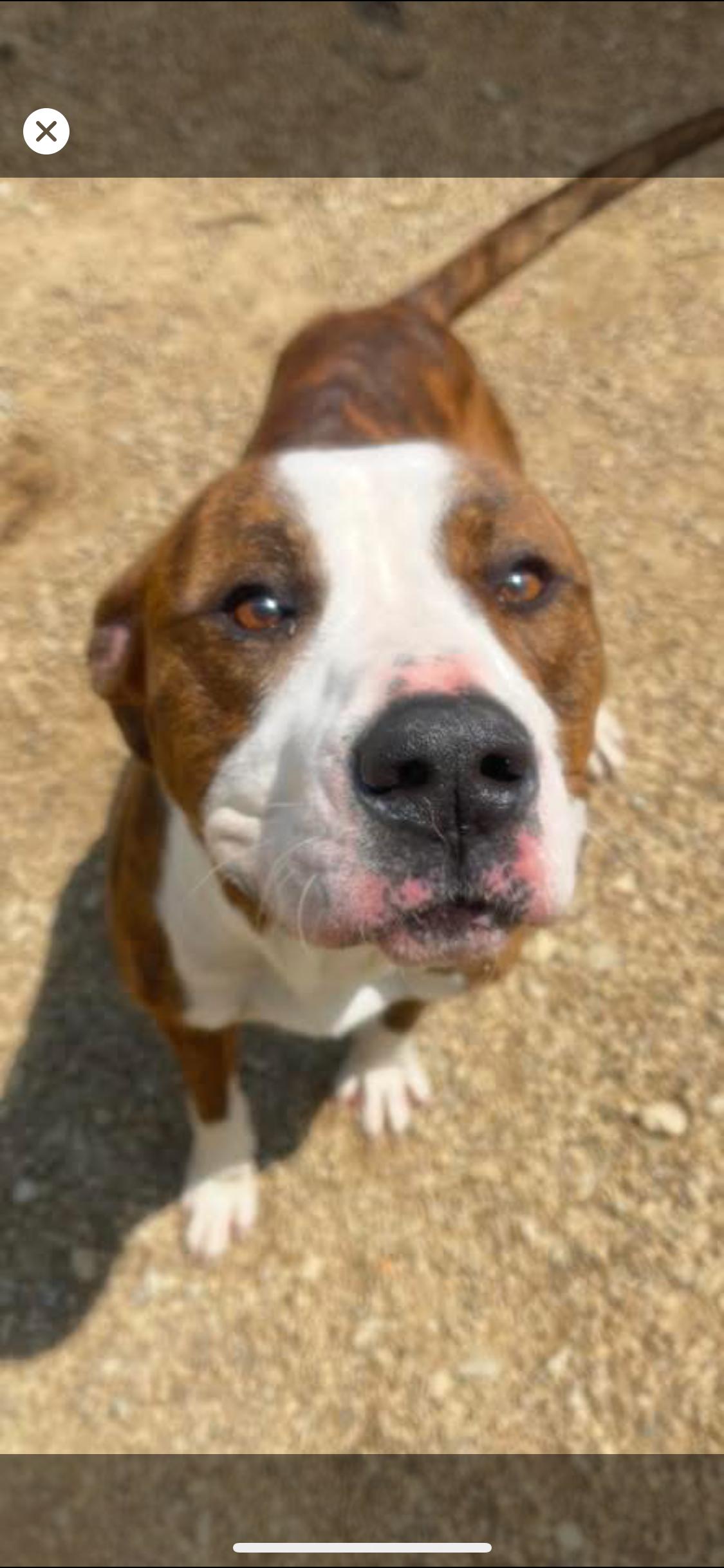 Enlarge Wrigley, an adoptable Mixed Breed in Warren, OH image 1/1