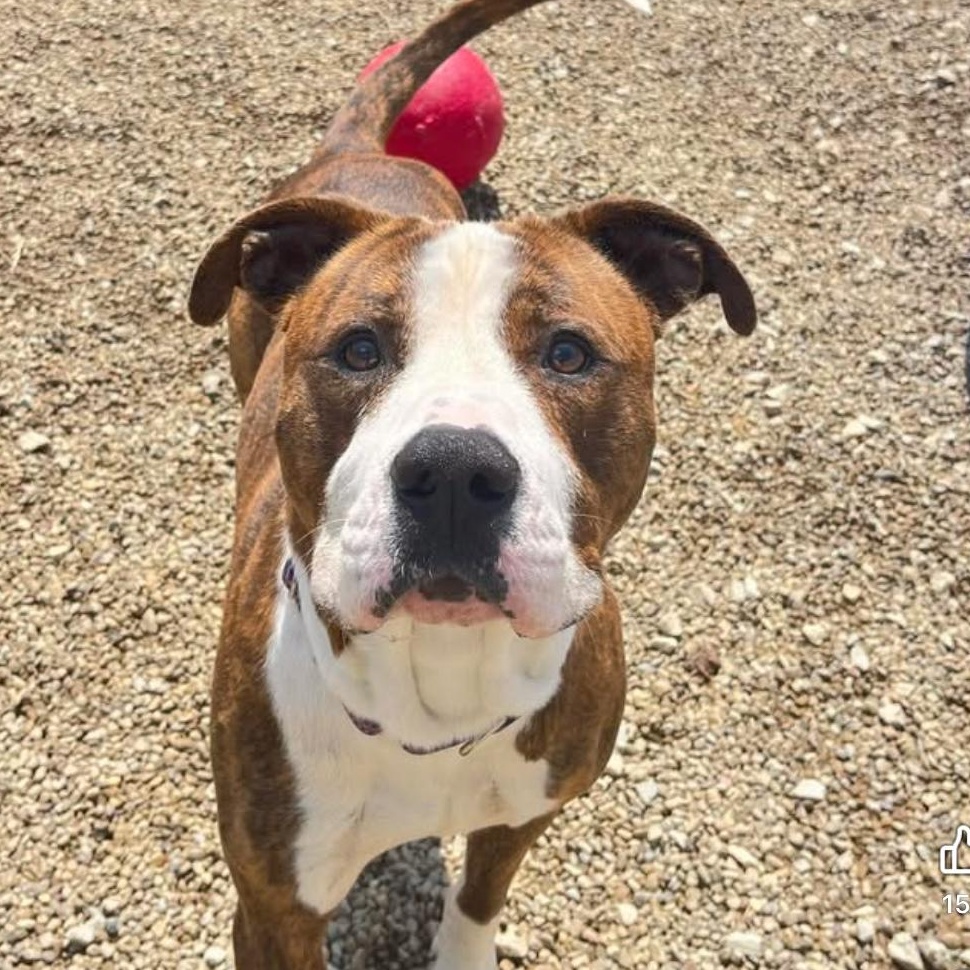 Enlarge Wrigley, an adoptable Mixed Breed in Warren, OH image 2/2