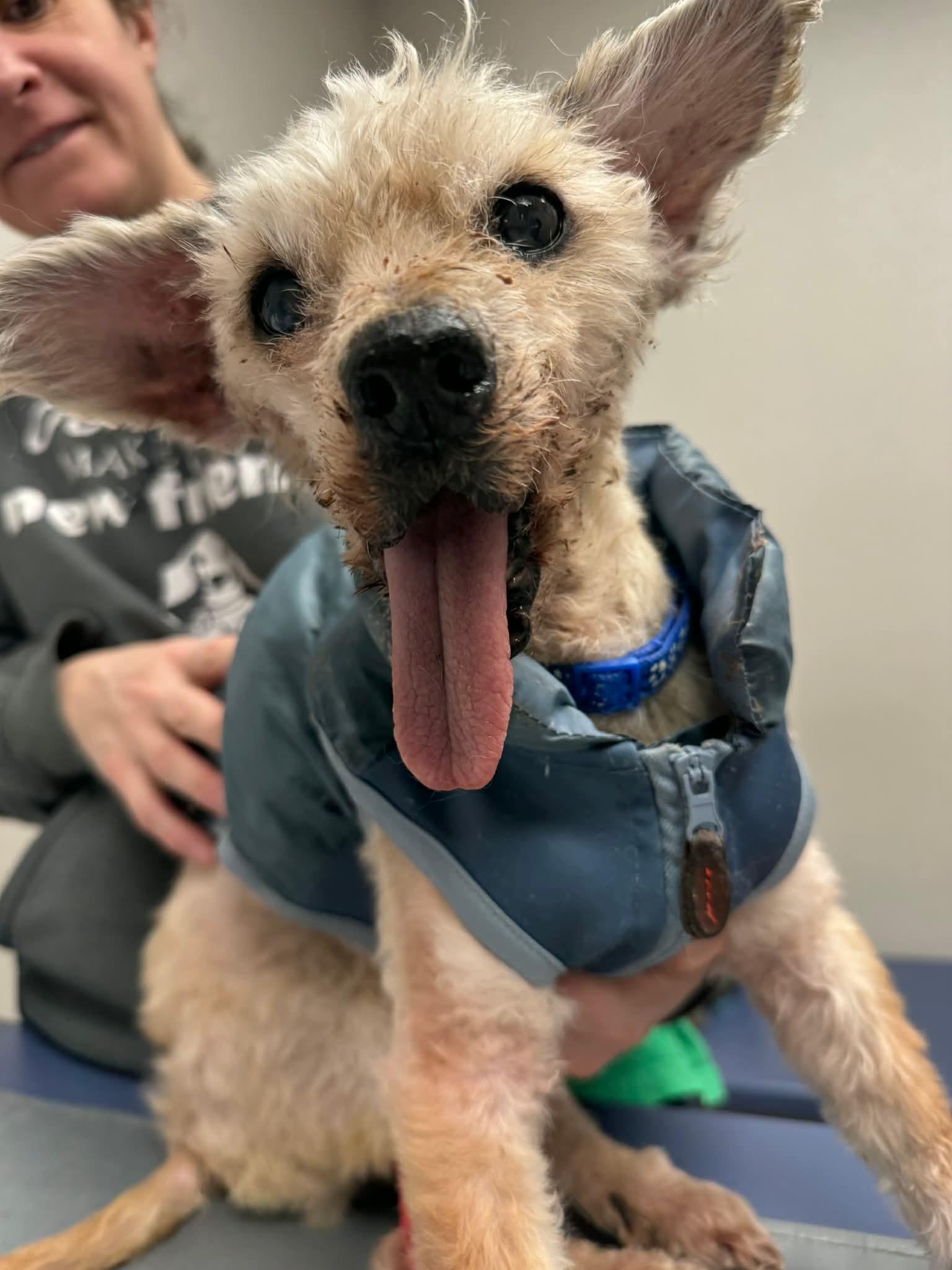 Bear, a ADOPTABLE mixed breed in Whitewater, WI image 5/6