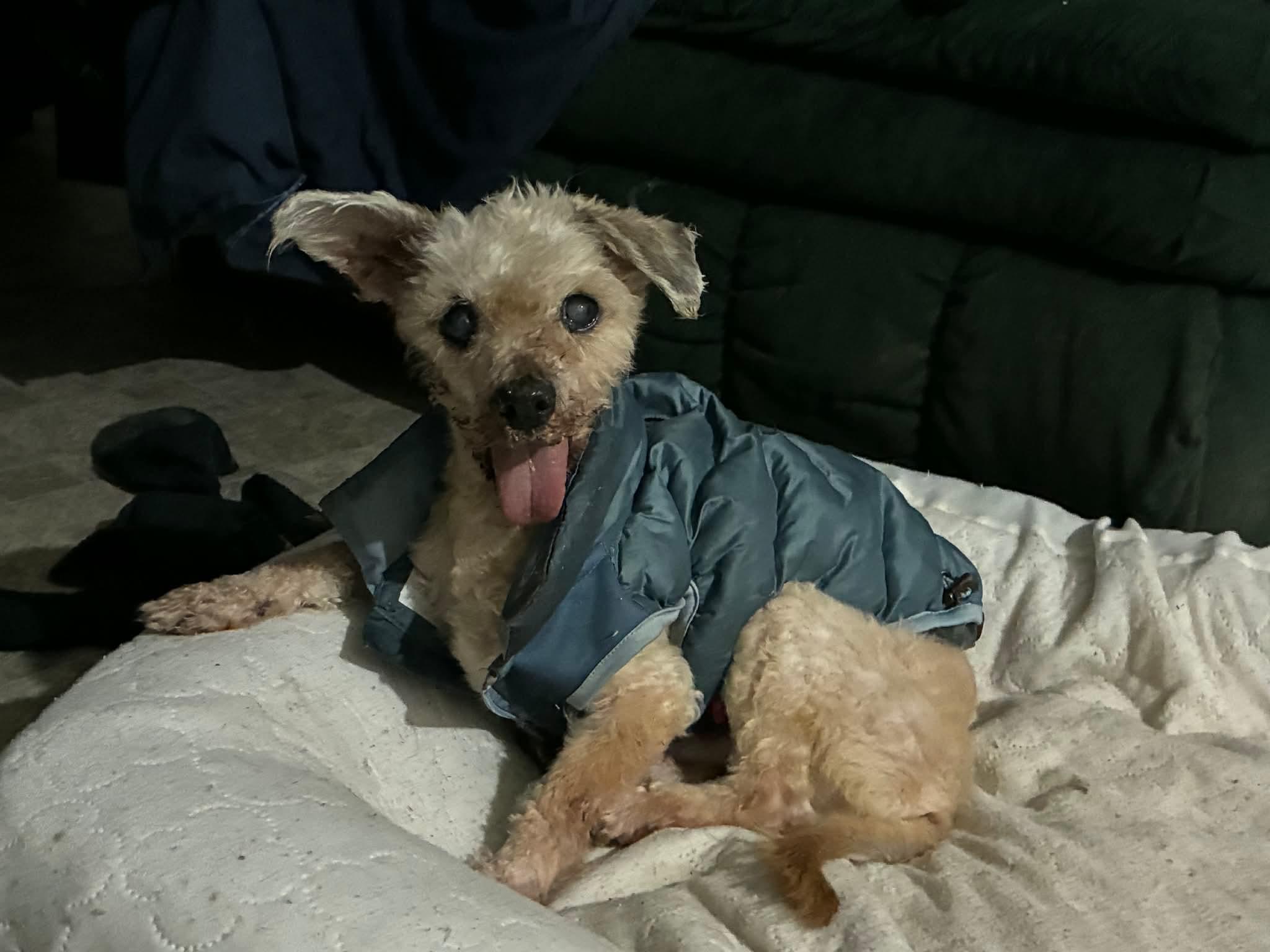 Bear, a ADOPTABLE mixed breed in Whitewater, WI image 3/6