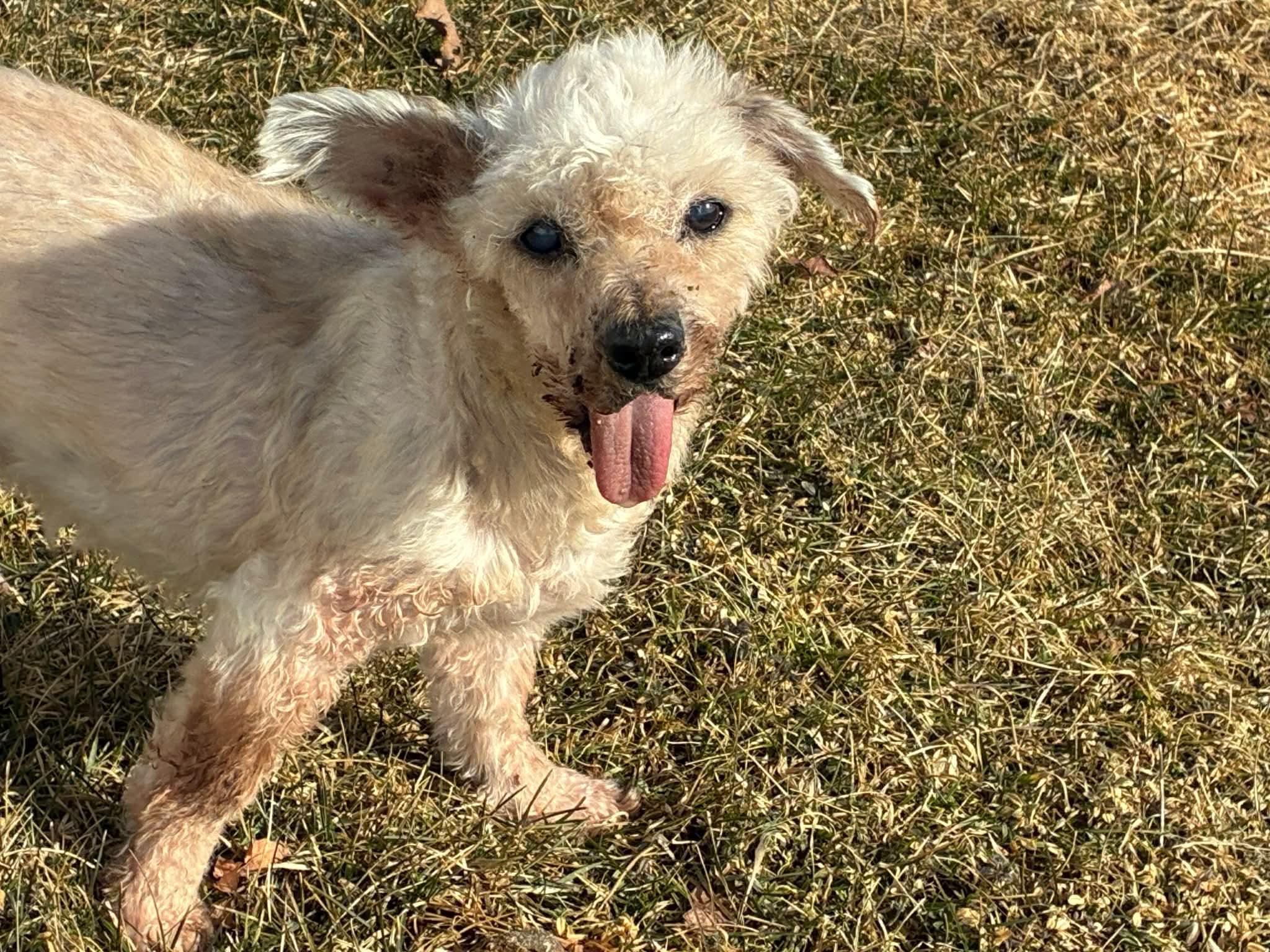 Bear, a ADOPTABLE mixed breed in Whitewater, WI image 1/6