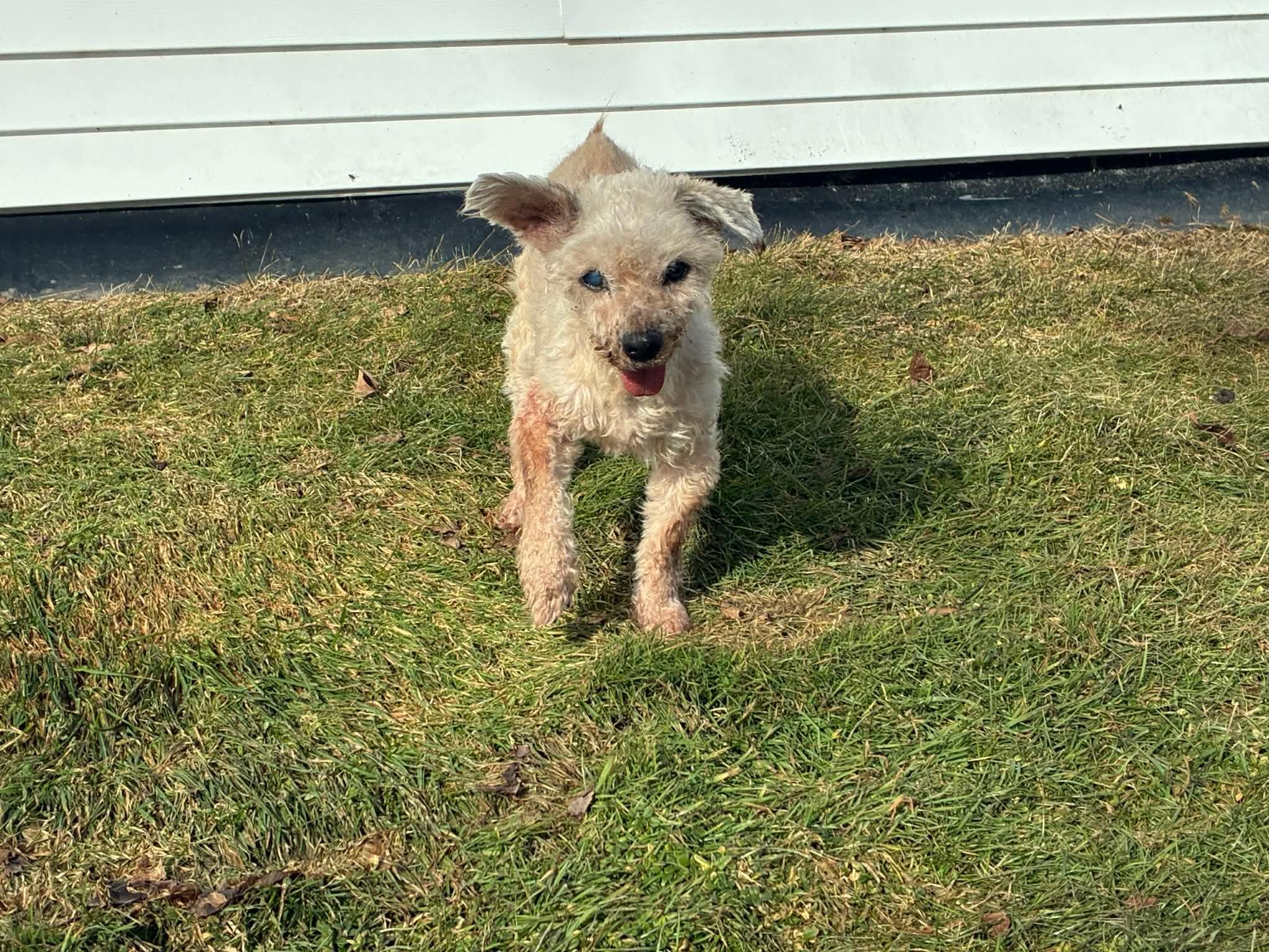 Bear, a ADOPTABLE mixed breed in Whitewater, WI image 4/6