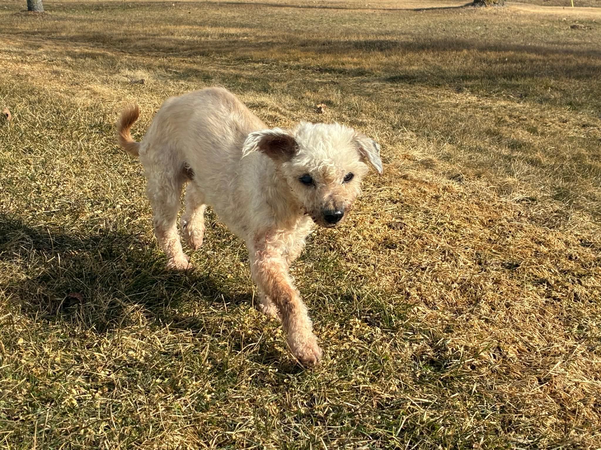 Bear, a ADOPTABLE mixed breed in Whitewater, WI image 2/6