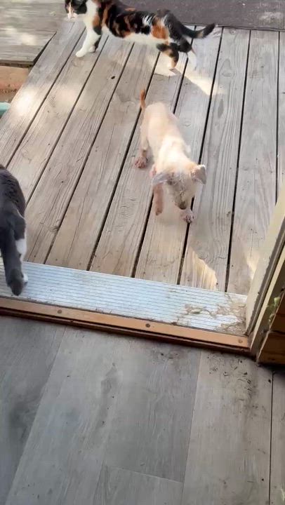 Enlarge Bear, a ADOPTABLE mixed breed in Whitewater, WI video 6/6