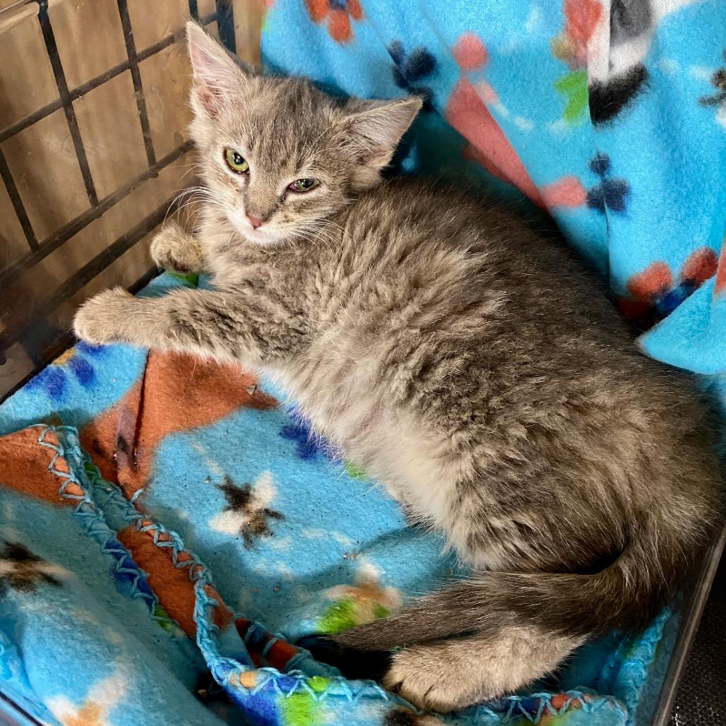 Enlarge Rosalee, a Adoptable Domestic Short Hair in Herrin, IL image 5/5