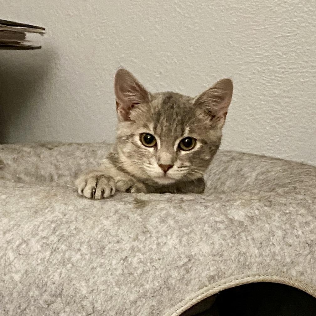 Enlarge Rosalee, a Adoptable Domestic Short Hair in Herrin, IL image 1/5