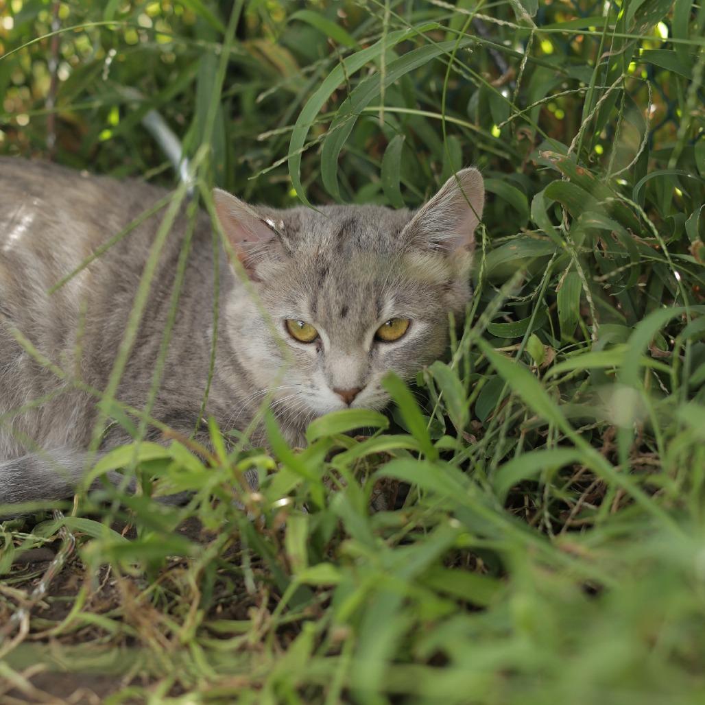 Enlarge Rosalee, a Adoptable Domestic Short Hair in Herrin, IL image 2/5