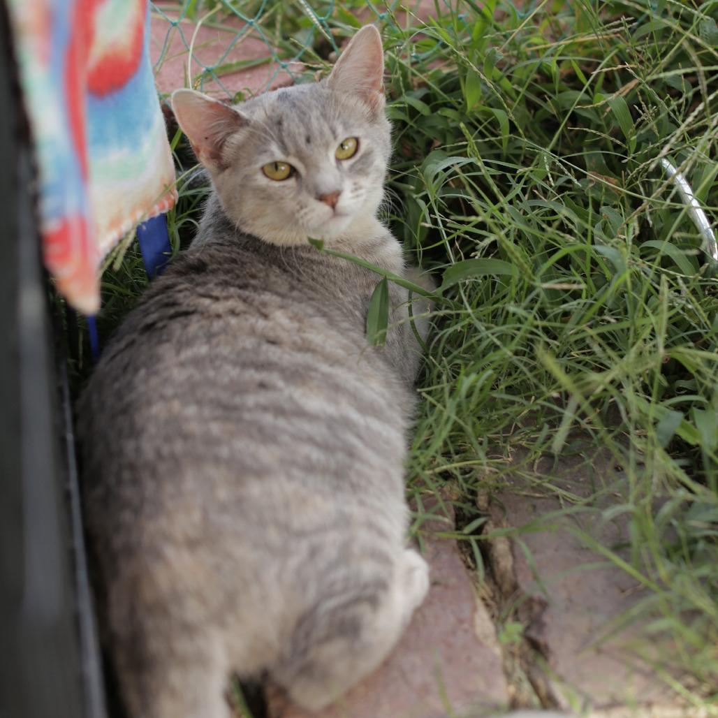 Enlarge Rosalee, a Adoptable Domestic Short Hair in Herrin, IL image 3/5
