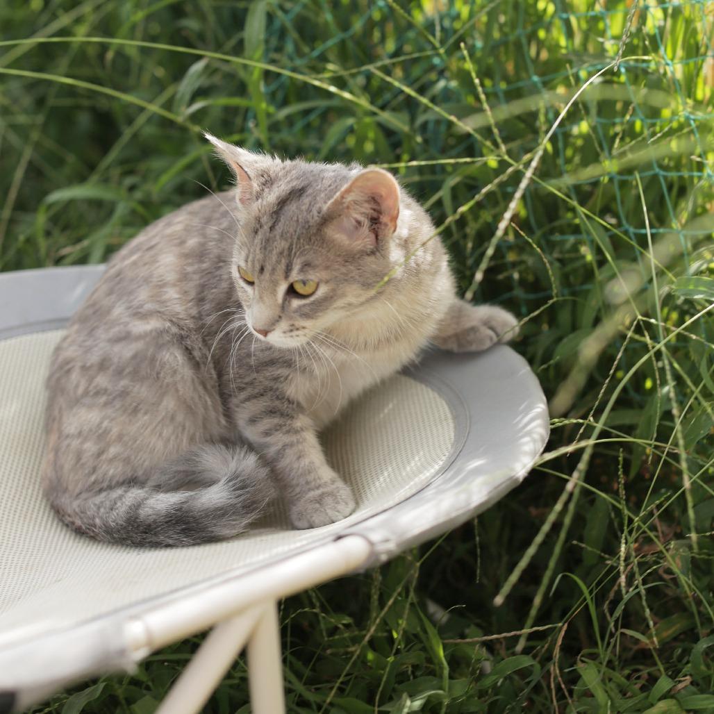 Enlarge Rosalee, a Adoptable Domestic Short Hair in Herrin, IL image 4/5