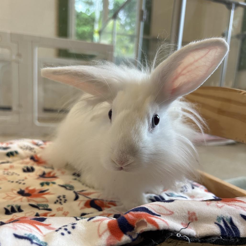 Enlarge Snow Pea, a Adoptable Bunny Rabbit in Kailua Kona, HI image 1/2