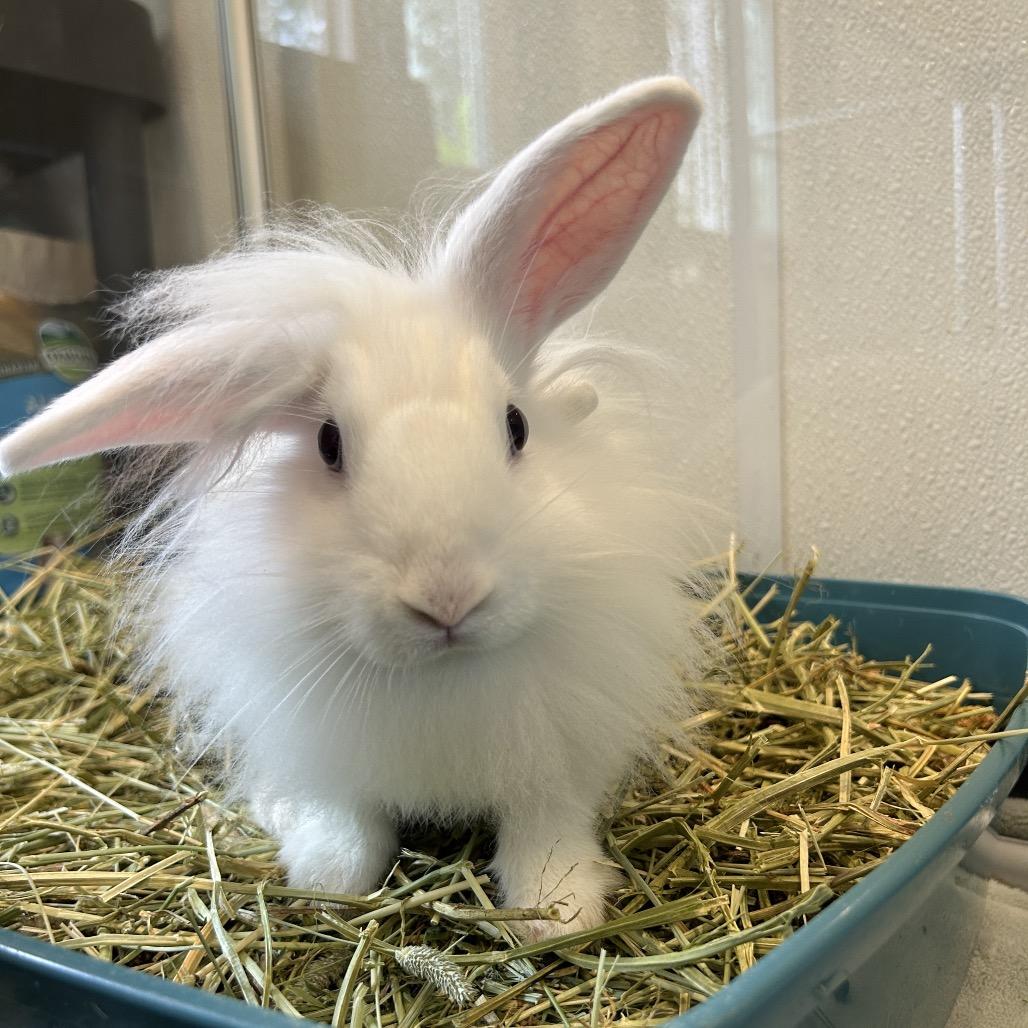 Enlarge Snow Pea, a Adoptable Bunny Rabbit in Kailua Kona, HI image 2/2