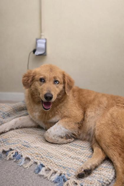 Emma, Adoptable, Adult Female Great Pyrenees & Mixed Breed.