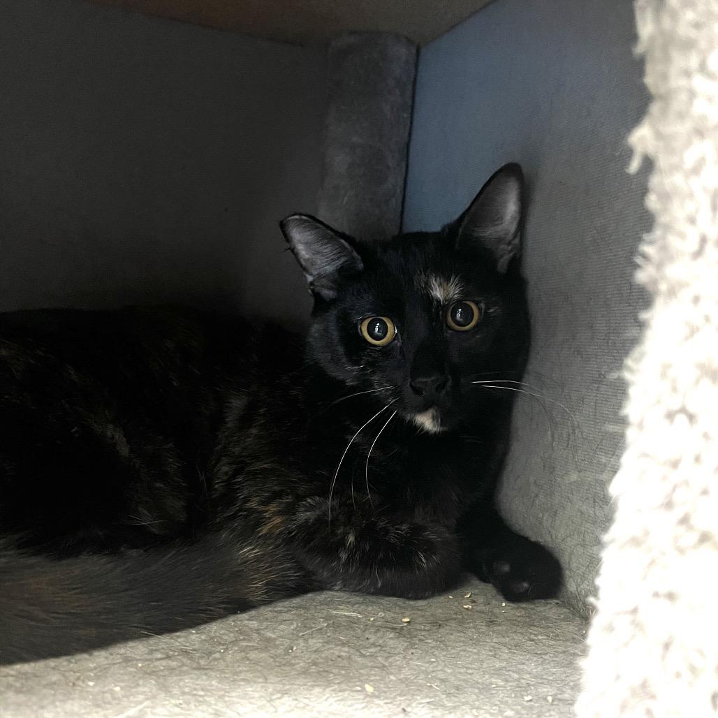 Hattie, Adoptable, Young Female Domestic Short Hair.