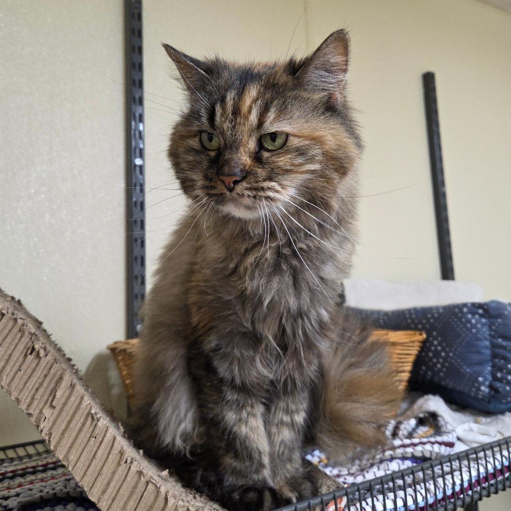 Priscilla, a Adoptable Domestic Long Hair in Pontiac, IL image 1/3