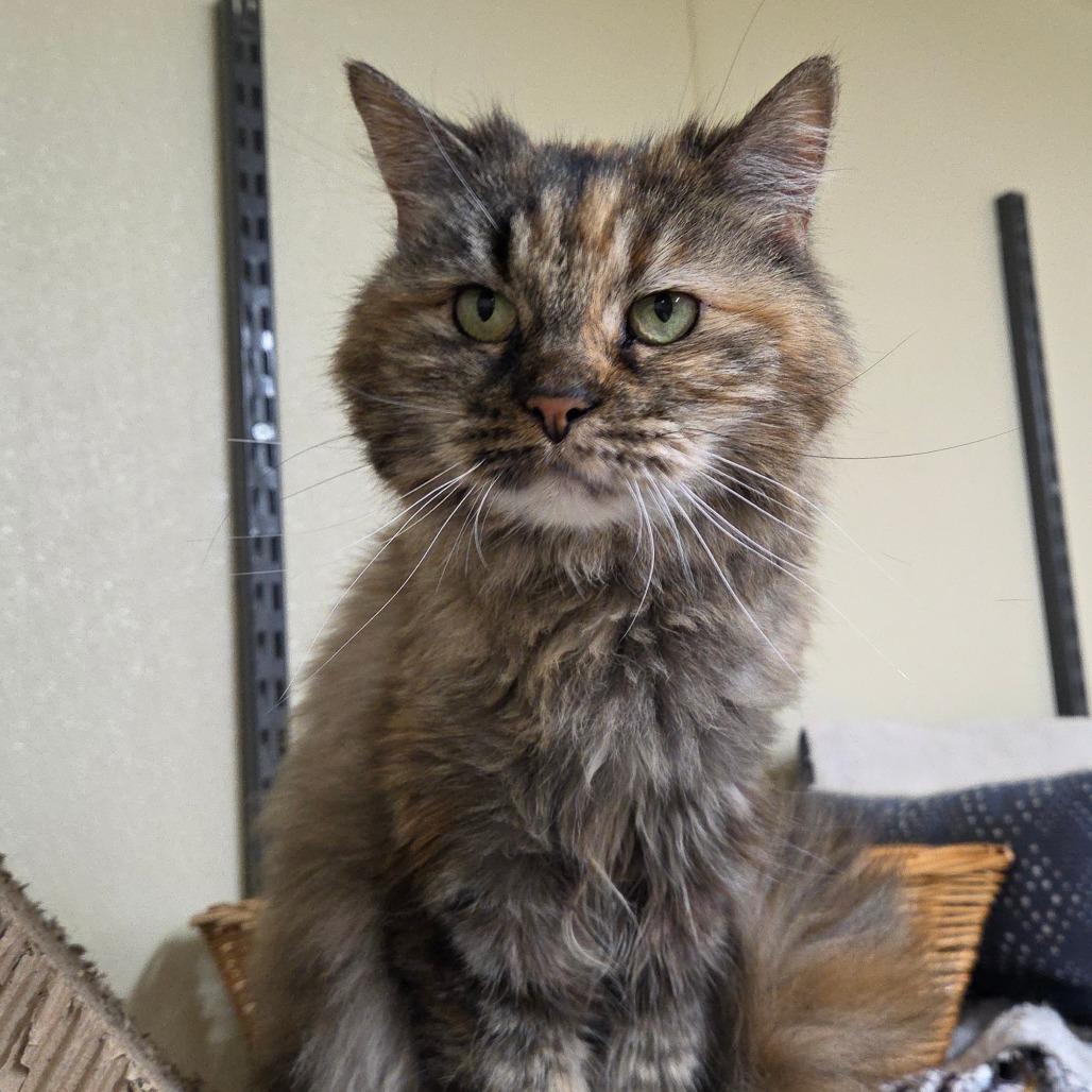 Priscilla, a Adoptable Domestic Long Hair in Pontiac, IL image 2/3