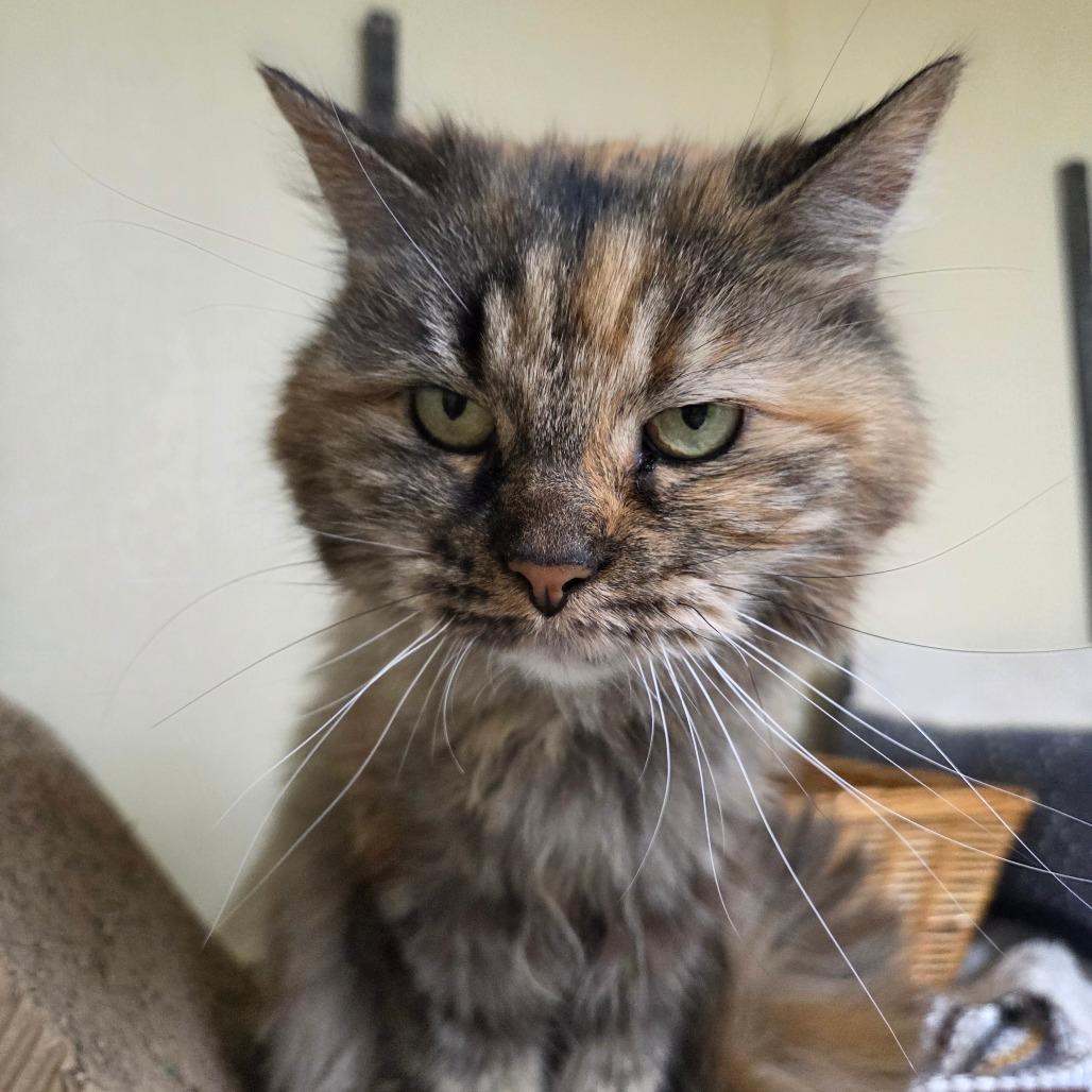 Priscilla, a Adoptable Domestic Long Hair in Pontiac, IL image 3/3