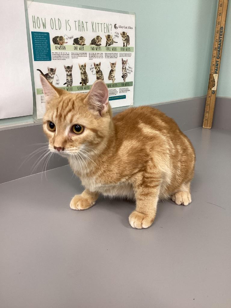 Archer, Adoptable, Young Male Domestic Short Hair.