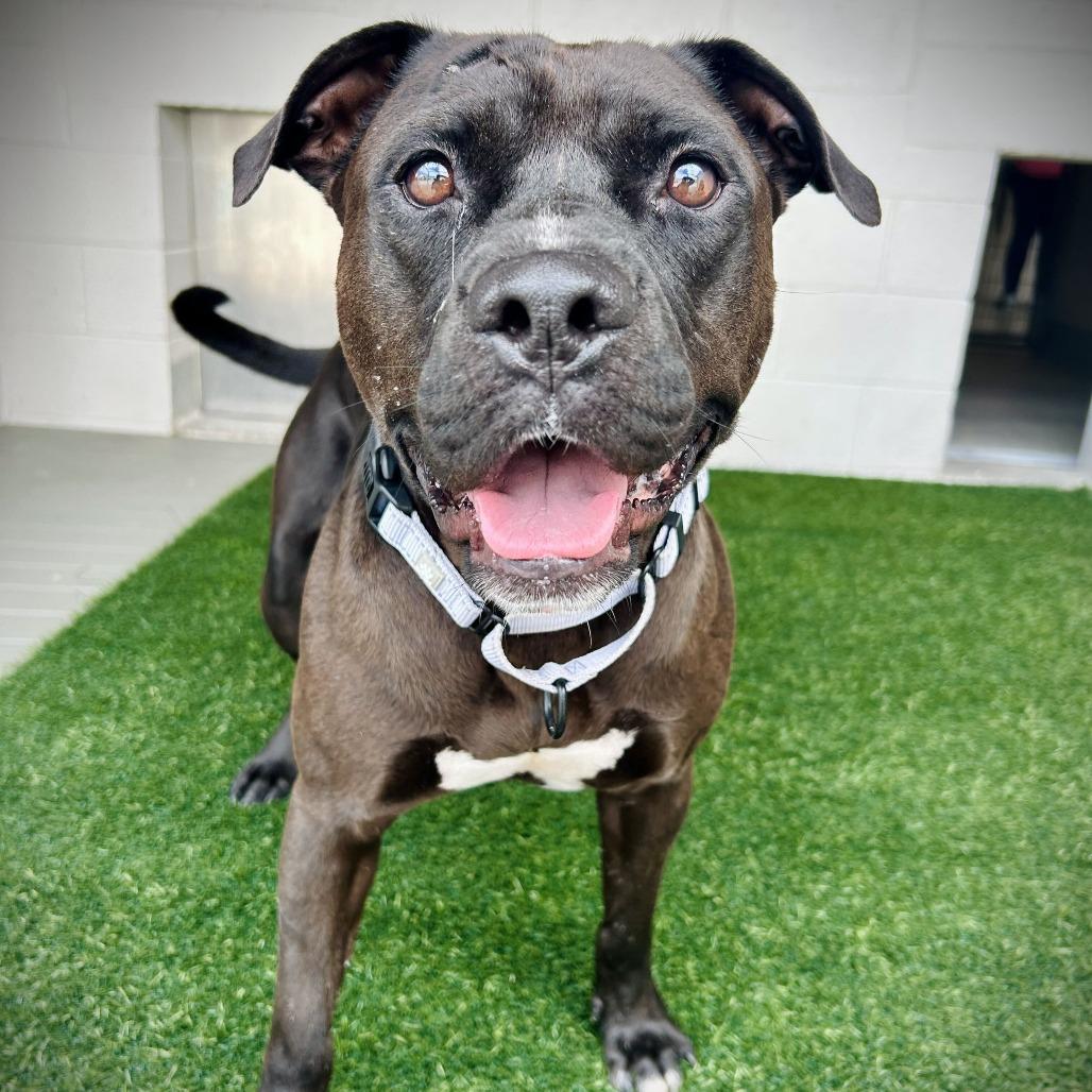 Alfred, Adoptable, Adult Male Pit Bull Terrier & Mixed Breed.