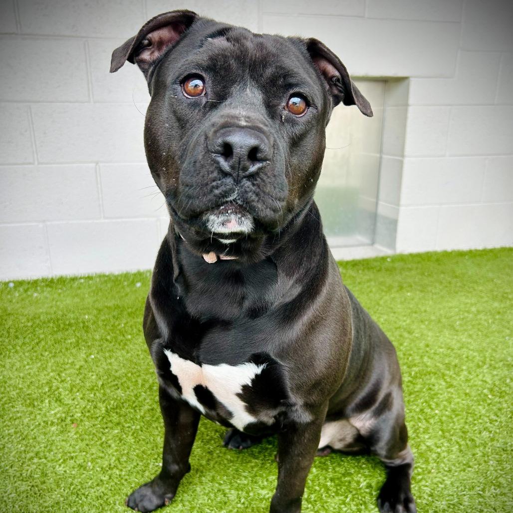 Alfred, a Adoptable mixed breed in Englewood, FL image 1/6
