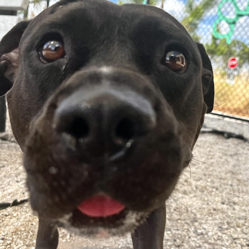 Enlarge Alfred, a Adoptable mixed breed in Englewood, FL image 2/6