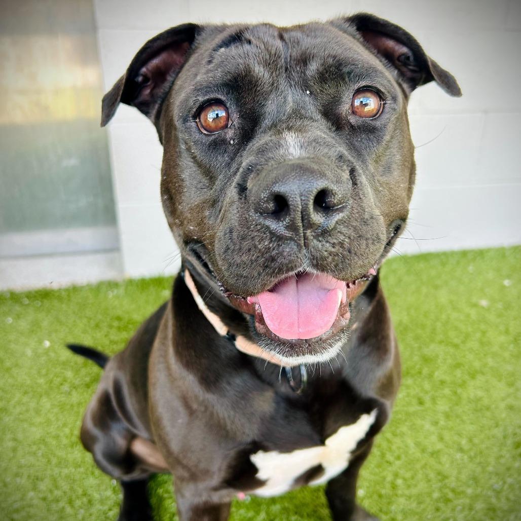 Alfred, a Adoptable mixed breed in Englewood, FL image 2/6