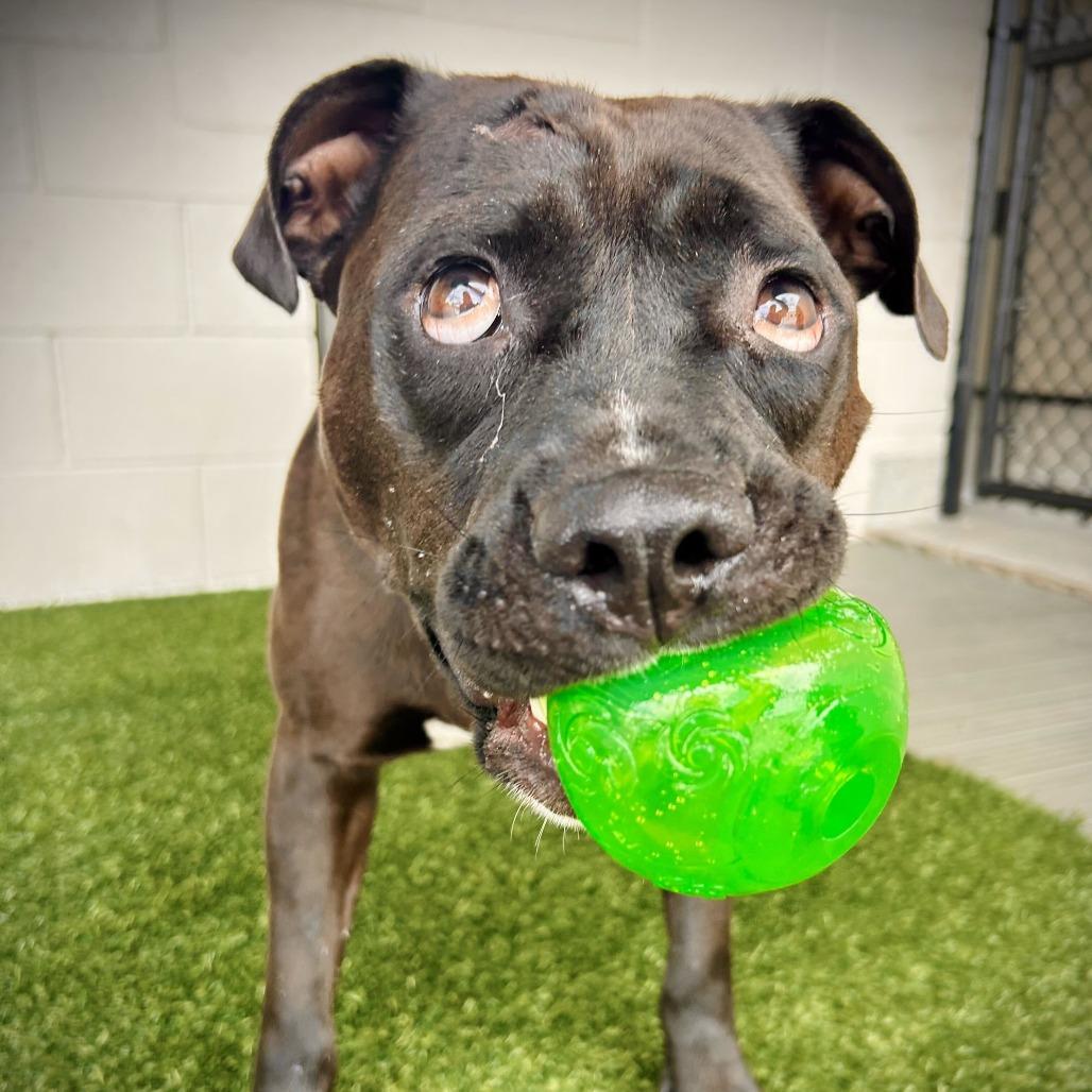 Enlarge Alfred, a Adoptable mixed breed in Englewood, FL image 4/6