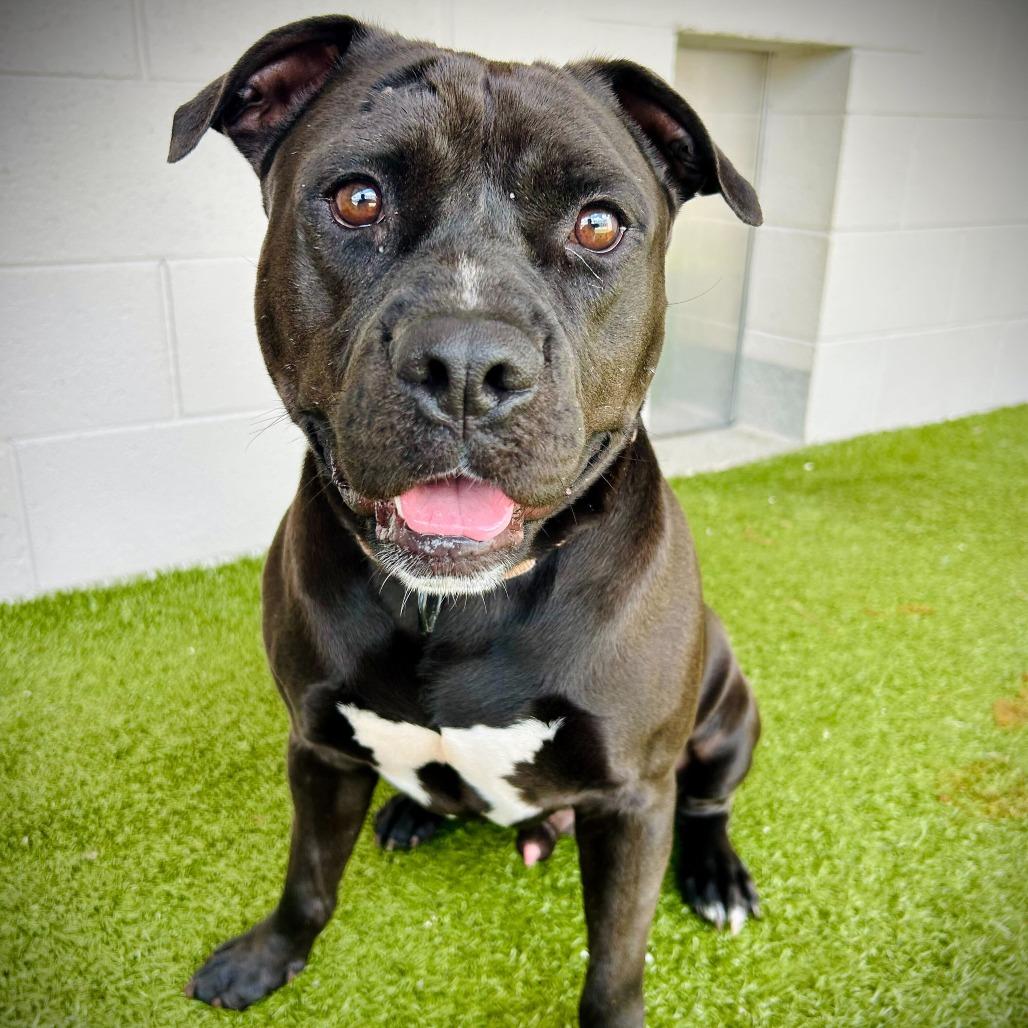 Alfred, a Adoptable mixed breed in Englewood, FL image 3/6