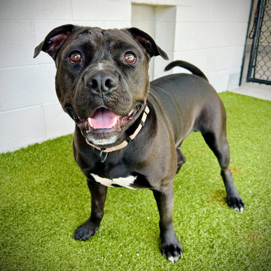 Alfred, a Adoptable mixed breed in Englewood, FL image 4/6