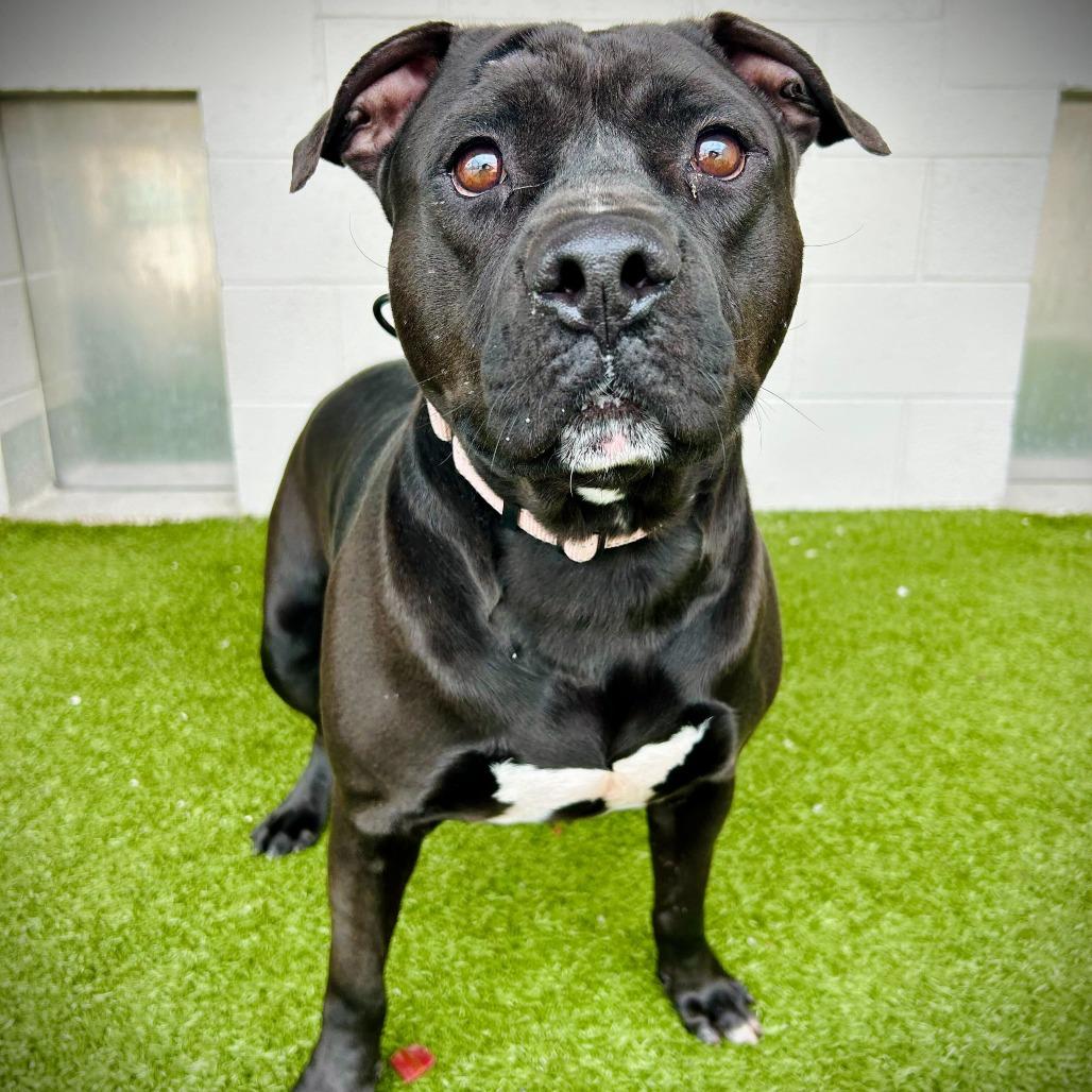 Alfred, a Adoptable mixed breed in Englewood, FL image 5/6