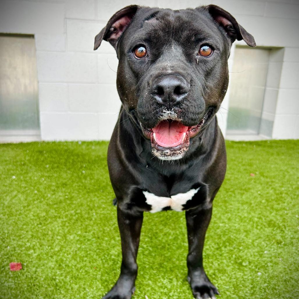 Alfred, a Adoptable mixed breed in Englewood, FL image 6/6